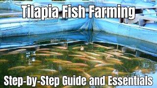 Tilapia Fish Farming, Step by Step Guide and Essential Tips