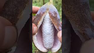 Chocolate Vine #amazing #fruit #exotic #food #yummy #satisfying #shorts #fyp #viralvideo #yummy #fy