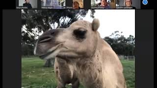 Milkshake & Catapult the rescue camels in a Zoom Meeting - Galahad's Animal Sanctuary.