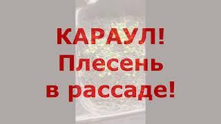 Живая почва для рассады