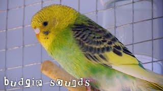 Budgies sounds to make them dance 