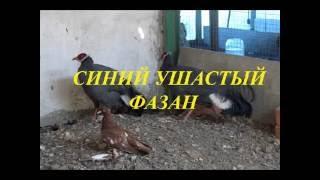 синий ушастый фазан