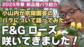 [New variety introduction] Keihan Engei F&G Rose has bloomed! (May 9, 2025)