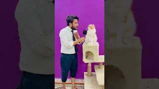 Billu vs reporter#comedy #sajidcat #billucat #cat #catvideo #catshorts #catshorts