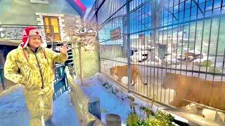 Мы ДОБРАЛИСЬ до красивого зоопарка и СТОЛКНУЛИСЬ нос к носу с ТИГРОЛЬВАМИ!!!