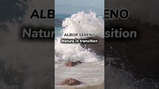 Nature in Transition | Official Music Video | Albor Sereno