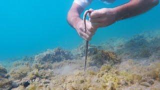 Catching a BOBBIT WORM