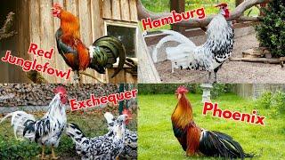 COMPILATION TOP 20 of the most beautiful roosters, of various chicken breeds crowing! Brahma, Serama