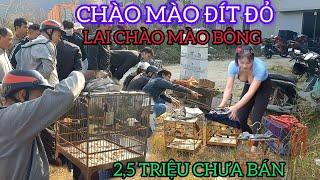 UI GẶP ĐƯỢC CHÀO MÀO LẠ NHẤT CHỢ CHIM 2,5 TRIỆU CHIM CHÀO MÀO LẠ NHẤT