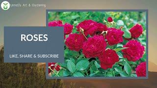 GARDEN | My Rose Garden | #shorts