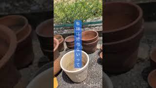 本日の戦利品テラコッタ一つ50円。#中古植木鉢　#中古プランター　#中古テラコッタ　#リサイクルショップ　#かなんな農園