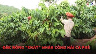 Đắk Nông “Khát” nhân công hái cà phê