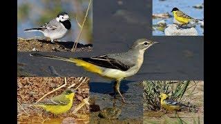 11 minutes documentary about 5 wagtails of Cyprus by George Konstantinou