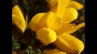 Gorse (Ulex europaeus)