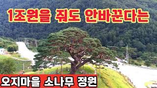 1조원을 준다고해도 바꿀수 없다는 오지산골 마을에 옛 솔담배와 우황청심원 모델이기도 한 기가막힌 약700살 소나무가 살아가고있다.