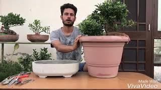 Ficus bonsai repotting and soil mix preparation