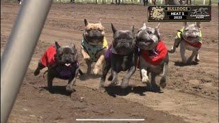 Canterbury Park French Bulldog Races