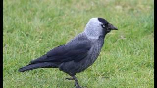 Dohle Ruf (Corvus monedula)