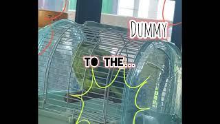 和尚鸚鵡｜姜糖小波子｜黑月 X Dummy | 每日操曲1小時 | 勁歌熱舞| 我是歌手