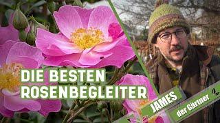 So gestaltet man ein Rosenbeet | James der Gärtner