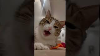 #kediseverler #kedi #yaren #eglenceli #komikvideolar #komedi #komik #kesfetteyim