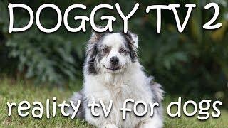 Dog TV 2  - Reality TV for Dogs