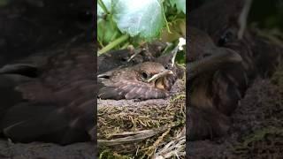 Amseln vom Schlupf bis zum Auszug #küken #amsel #nest #savethebirds