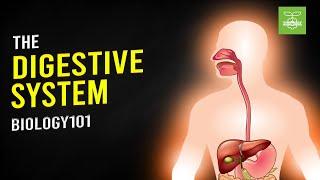 The Digestive System | Biology101