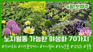 [04.03] 다음 해에도 만날 수 있는 노지월동 야생화 지피식물 고산과꽃 옐로우엔젤 구슬잔대 미나리아재비 흰떡천남성 향패랭이 미니매발톱 010.8446.1438