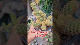 Beautiful Succulent And cactus collection#shorts #plants