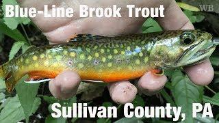 Fly Fishing Blue-Line Brook Trout, Sullivan County, PA - Wooly Bugged