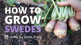 How to Grow Swedes | a Week by Week Guide