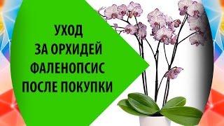 Орхидея Фаленопсис: Уход После Покупки