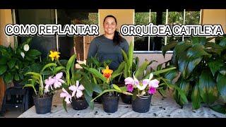 Como REPLANTAR e Fazer MUDAS da ORQUÍDEA CATTLEYA, Substrato, vaso ideal e Adubação| Juliane Becker