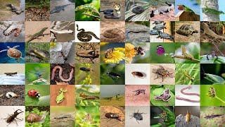 English Vocabulary for Animal Lovers: Insects and Reptiles