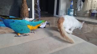 The parrot says to the cat "on concepts". Cool video! Cat nihilists parrot and a fighter.