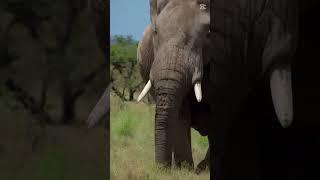 Baby Elephants: The Cutest Playtime Moments