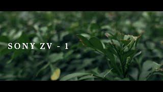 SONY ZV-1 | Anamorphic 4k Cinematic Video