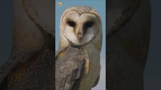 Barn Owl Sounds (Close-Up of a Mysterious Night Hunter)
