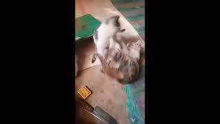 Baby Cats Fighting With Brother Cata Funny Cats C65