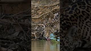 Beautiful Jaguars in the Brazilian Pantanal