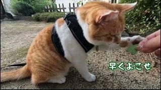 猫武将と呼ばれた猫の日常