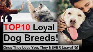 10 MOST LOYAL DOGS ️ They’ll Never Leave Your Side!