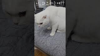 멀 봤을까 ~~?#소복이#잔다냥#잔다냥 안산점#장어#수족관#고양이#미미냥