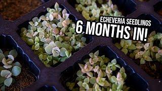 Cerriscapades Echeveria Hybrids - 6 months update!