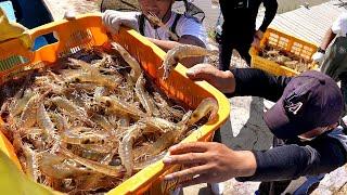 Amazing! Real Fresh shrimp from a huge shrimp farm restaurant! Korean seafood BEST3/KoreanStreetFood