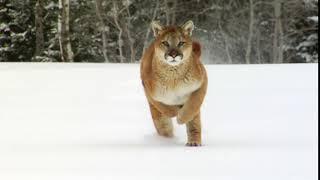 Mountain Lion Running  In Winter Snow