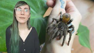 this tarantula is OLDER than me?! RARE Homoeomma chilensis rehousing