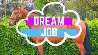 HOW I GOT MY DREAM HORSE JOB?
