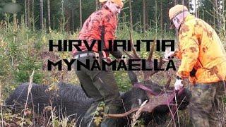 HIRVIJAHTIA || Moose Hunting || MYNÄMÄKI 2024 || H&R-Channel